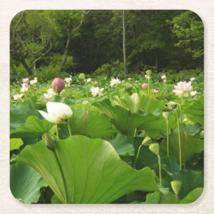 Veld Lotus Flowers Summer Garden Kartonnen Onderzetters