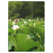 Veld Lotus Flowers Summer Garden Klembord (Achterkant)
