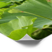 Veld Lotus Flowers Summer Garden Poster (Hoek)