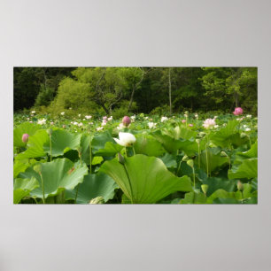 Veld Lotus Flowers Summer Garden Poster