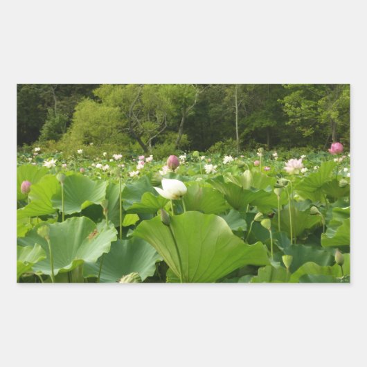 Veld Lotus Flowers Summer Garden Rechthoekige Sticker (Voorkant)
