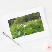 Veld Lotus Flowers Summer Garden Rechthoekige Sticker (Envelop)