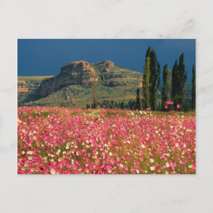 Veld met Cosmos bloemen, Fouriesburg District Briefkaart