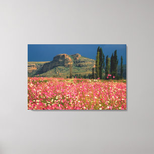 Veld met Cosmos bloemen, Fouriesburg District Canvas Afdruk