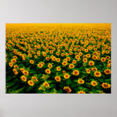 Veld met felgele zonnebloemen op zonnige dag. poster (Voorkant)