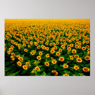 Veld met felgele zonnebloemen op zonnige dag. poster
