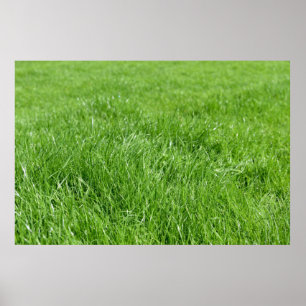 veld met fris groen gras poster