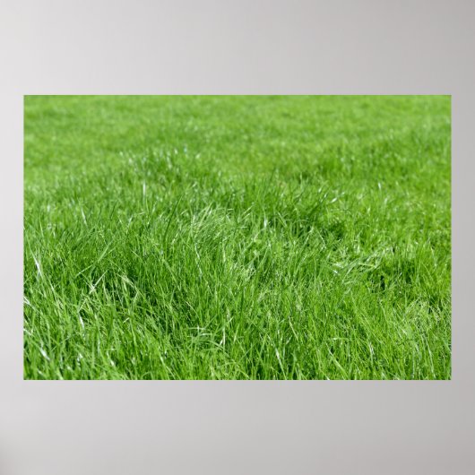veld met fris groen gras poster (Voorkant)