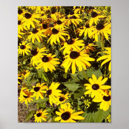 Veld met gele wilde bloemen poster