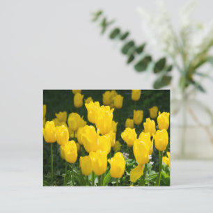 Veld met heldere gele tulpen briefkaart