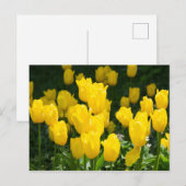 Veld met heldere gele tulpen briefkaart (Voorkant / Achterkant)
