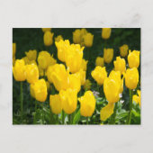 Veld met heldere gele tulpen briefkaart (Voorkant)