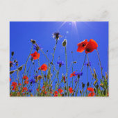 Veld met klaprozen en blauwe korenbloemen briefkaart (Voorkant)