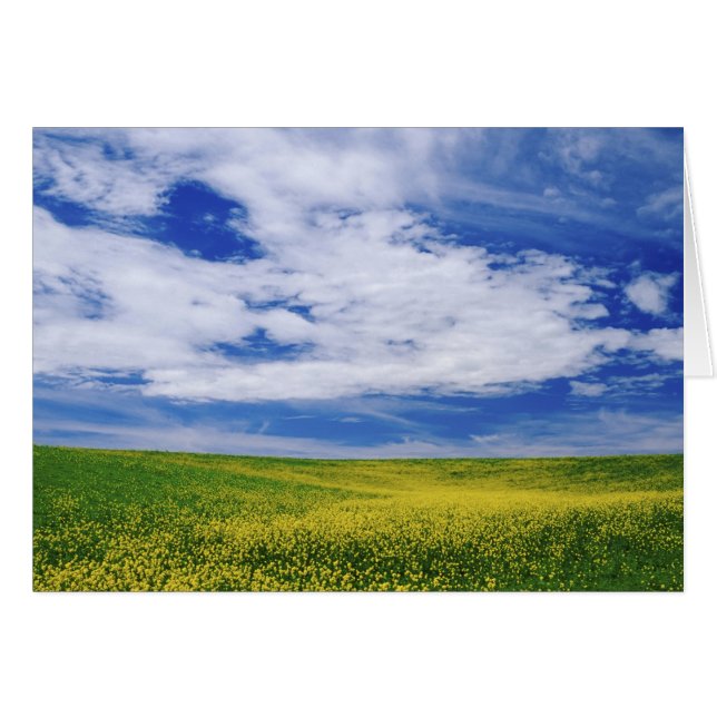 Veld met koolzaat- of mosterd bloemen, Palouse (Voorkant Horizontaal)