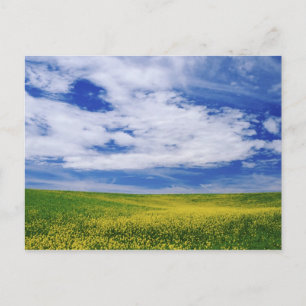Veld met koolzaat- of mosterd bloemen, Palouse Briefkaart