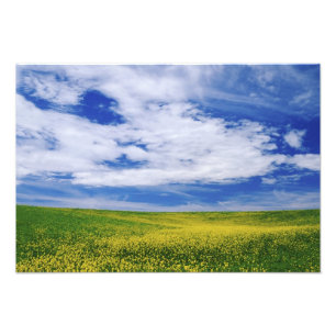 Veld met koolzaat- of mosterd bloemen, Palouse Foto Afdruk