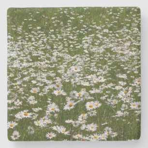 Veld met Madeliefjes Alaskaanse Wilde Bloemen Stenen Onderzetter