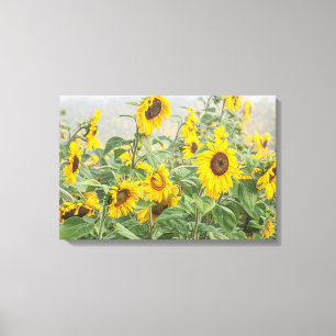 Veld met reusachtige heldere gele zonnebloemen canvas afdruk
