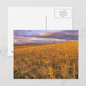 Veld met rijpende gerst langs de Rocky Briefkaart (Voorkant / Achterkant)