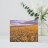 Veld met rijpende gerst langs de Rocky Briefkaart (Staand voorkant)
