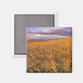 Veld met rijpende gerst langs de Rocky Magneet (Voorkant / Achterkant)