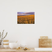 Veld met rijpende gerst langs de Rocky Poster (Keuken)