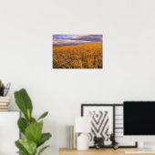 Veld met rijpende gerst langs de Rocky Poster (Thuiskantoor)