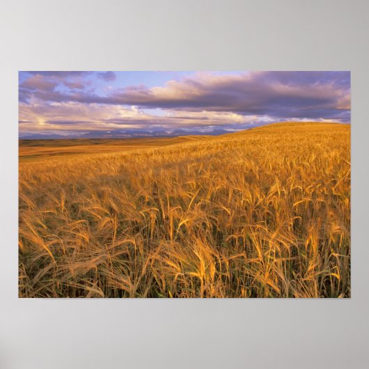 Veld met rijpende gerst langs de Rocky Poster (Voorkant)