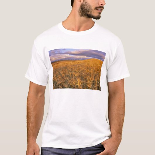 Veld met rijpende gerst langs de Rocky T-shirt (Voorkant)