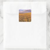 Veld met rijpende gerst langs de Rocky Vierkante Sticker (Tas)