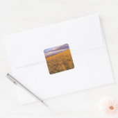 Veld met rijpende gerst langs de Rocky Vierkante Sticker (Envelop)