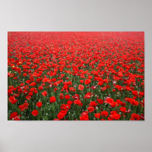Veld met rode klaprozen poster (Voorkant)