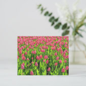 Veld met roze tulpen briefkaart (Staand voorkant)