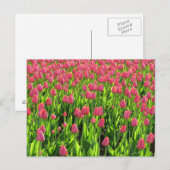 Veld met roze tulpen briefkaart (Voorkant / Achterkant)