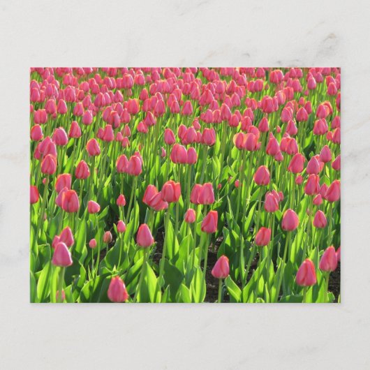 Veld met roze tulpen briefkaart (Voorkant)