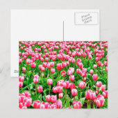 Veld met roze tulpen briefkaart (Voorkant / Achterkant)