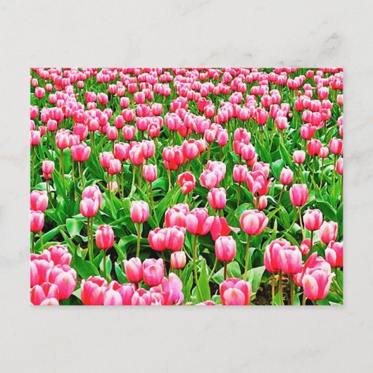 Veld met roze tulpen briefkaart (Voorkant)