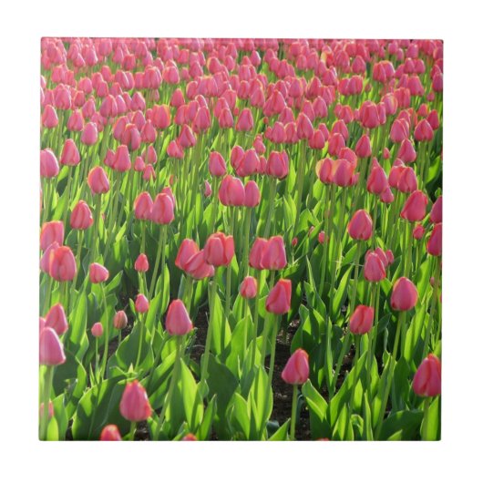 Veld met roze tulpen tegeltje (Voorkant)