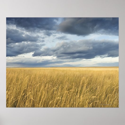 Veld met stormen wolken poster (Voorkant)