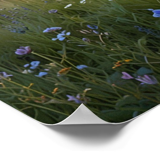veld met wilde bloemen poster (Hoek)