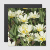 Veld met witte tulpen Foto (Voorkant / Achterkant)