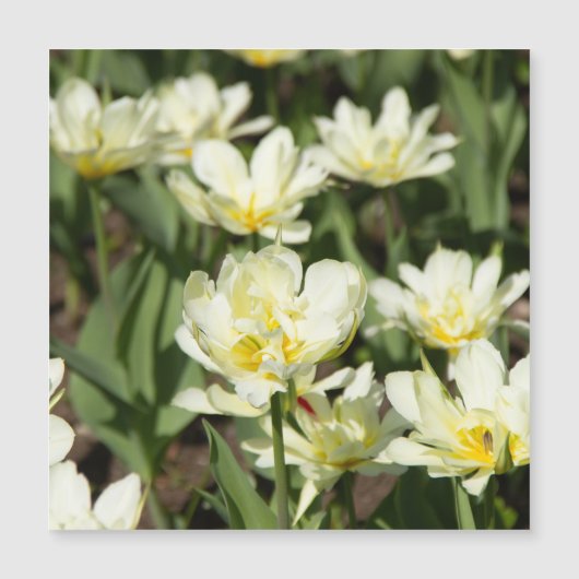 Veld met witte tulpen Foto (Voorkant)