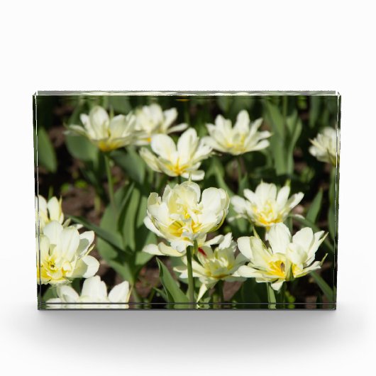 Veld met witte tulpen Foto (Voorkant)