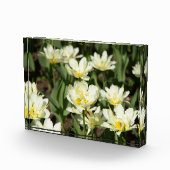 Veld met witte tulpen Foto (Rechts)