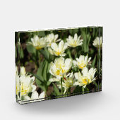 Veld met witte tulpen Foto (Links)