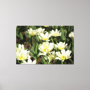 Veld met witte tulpen Foto Canvas Afdruk
