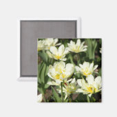 Veld met witte tulpen Foto Magneet (Voorkant / Achterkant)