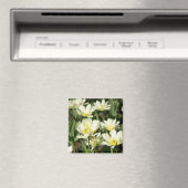 Veld met witte tulpen Foto Magneet (Insitu (Vaatwasser))