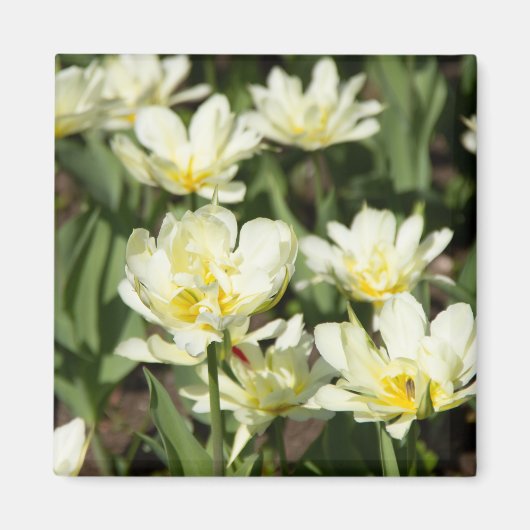 Veld met witte tulpen Foto Magneet (Voorkant)