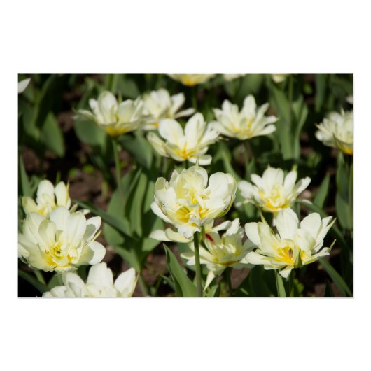 Veld met witte tulpen Foto Perfect Poster (Voorkant)